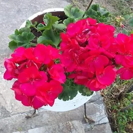 Sweet Maria Дом отдыха *